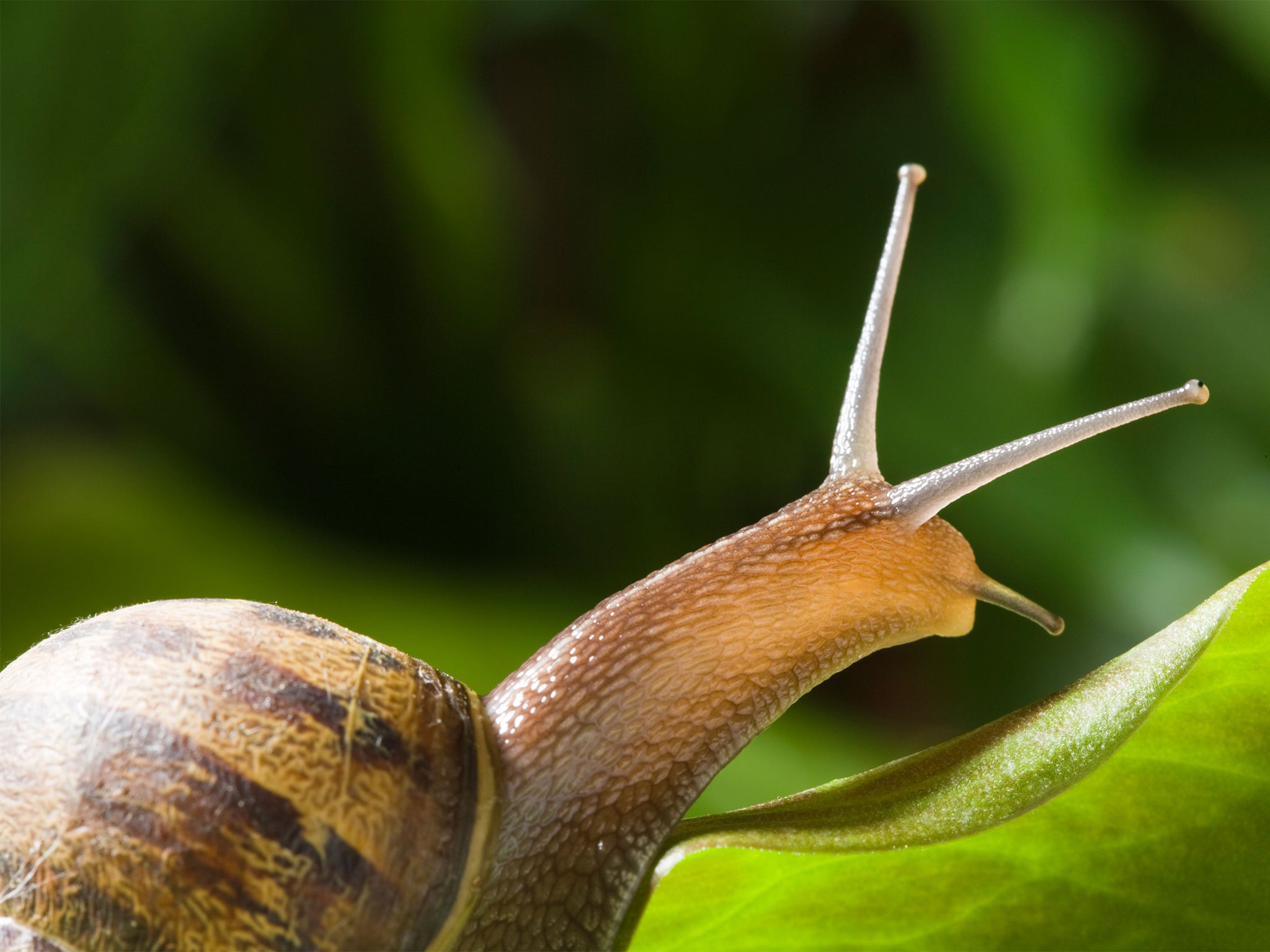 Snails are useful for studying how memories are formed because their neurons are large and relatively easy to work with