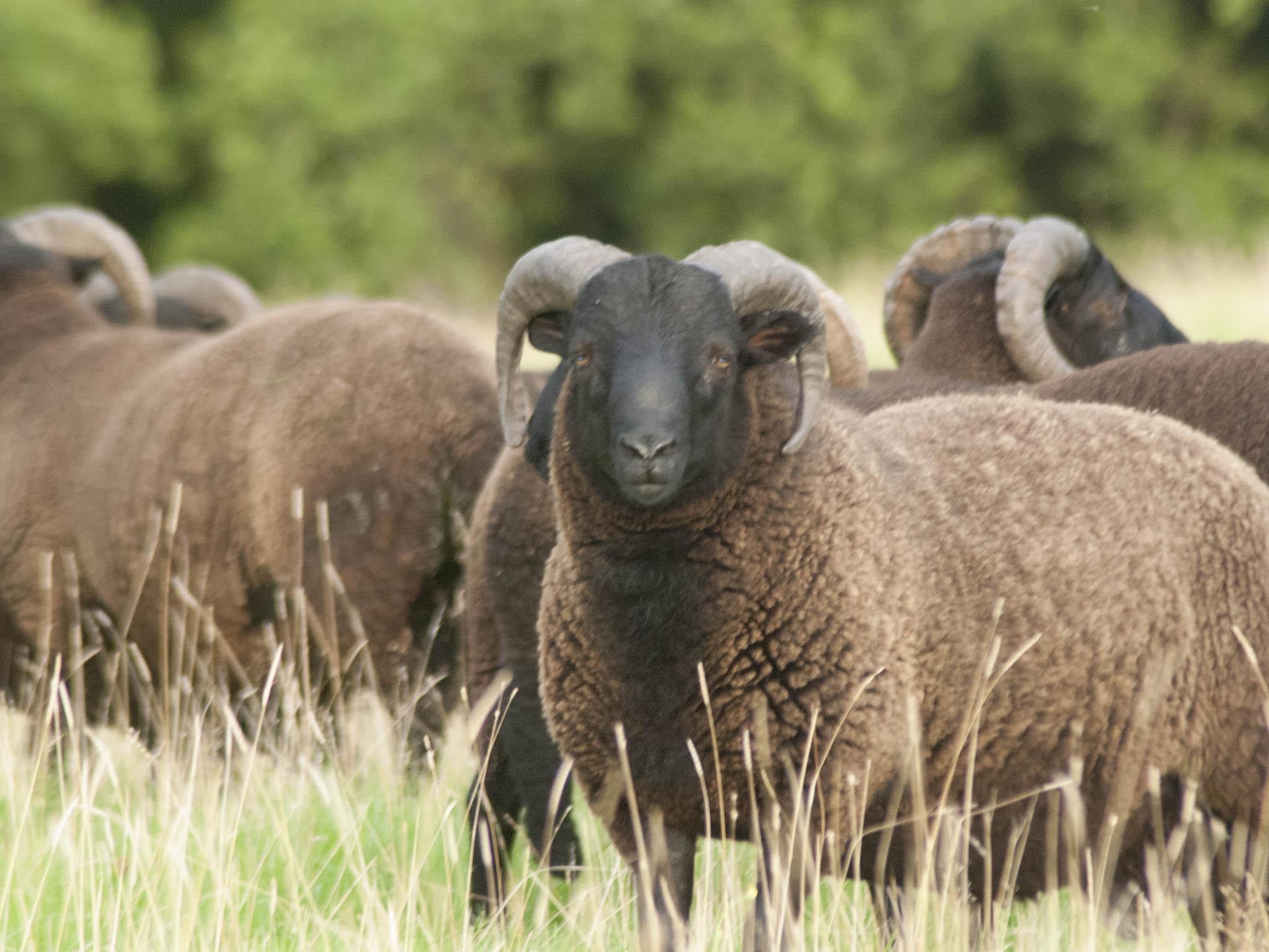 The sheep are purely pasture-fed, which means they’re longer to fatten up but the meat is much leaner