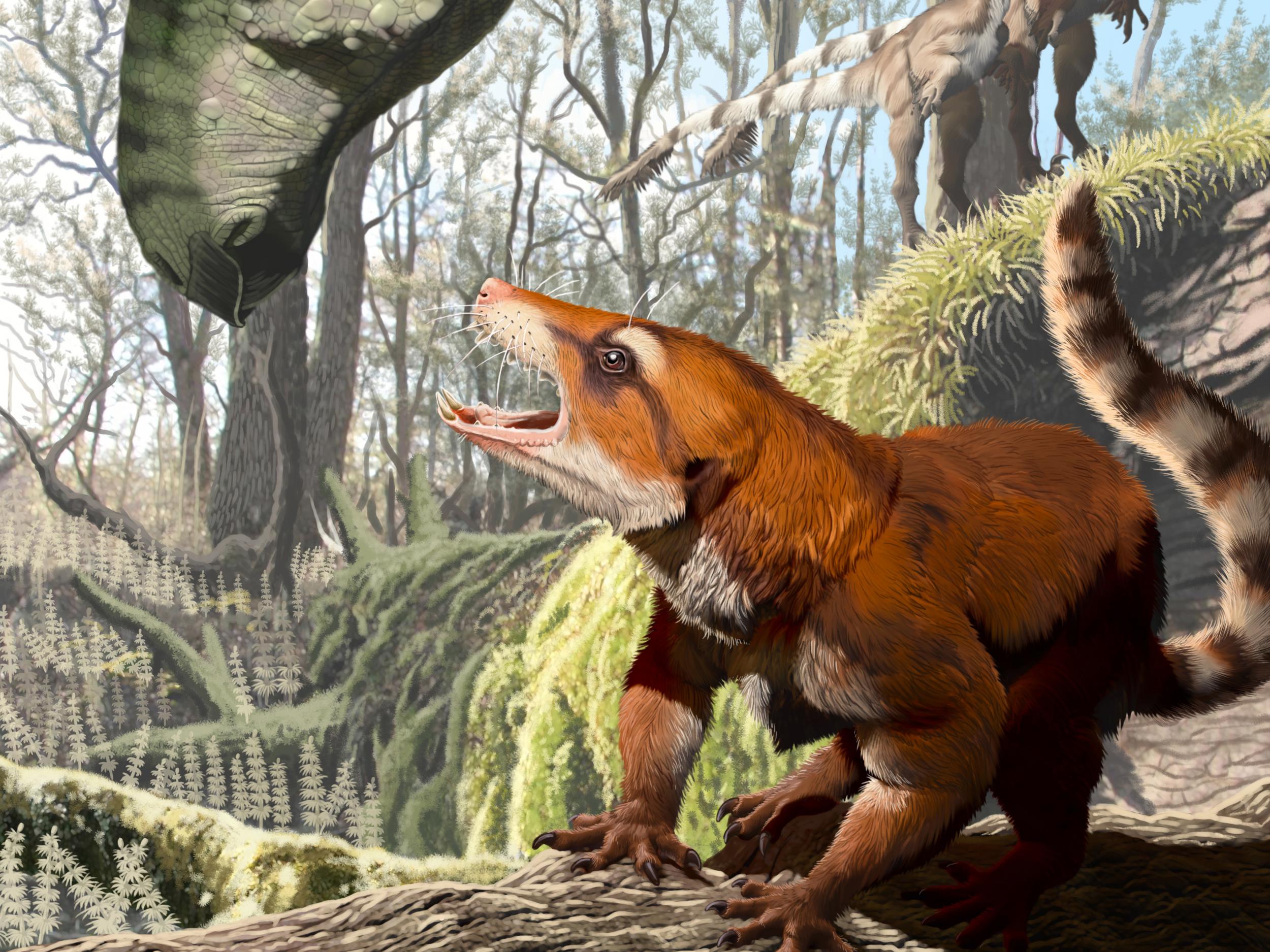 The new species Cifelliodon wahkarmoosuch lived at the time of the dinosaurs and probably grew to be about the size of a small hare
