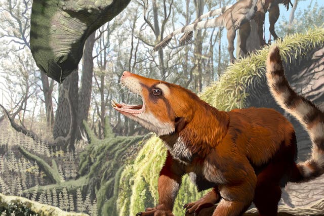 The new species Cifelliodon wahkarmoosuch lived at the time of the dinosaurs and probably grew to be about the size of a small hare