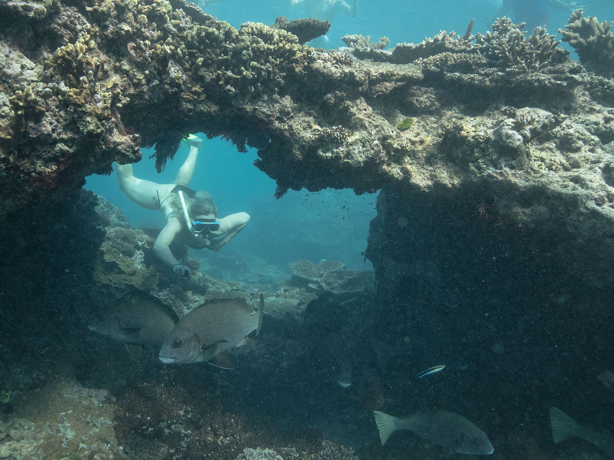 A coral arch on the Great Barrier Reef