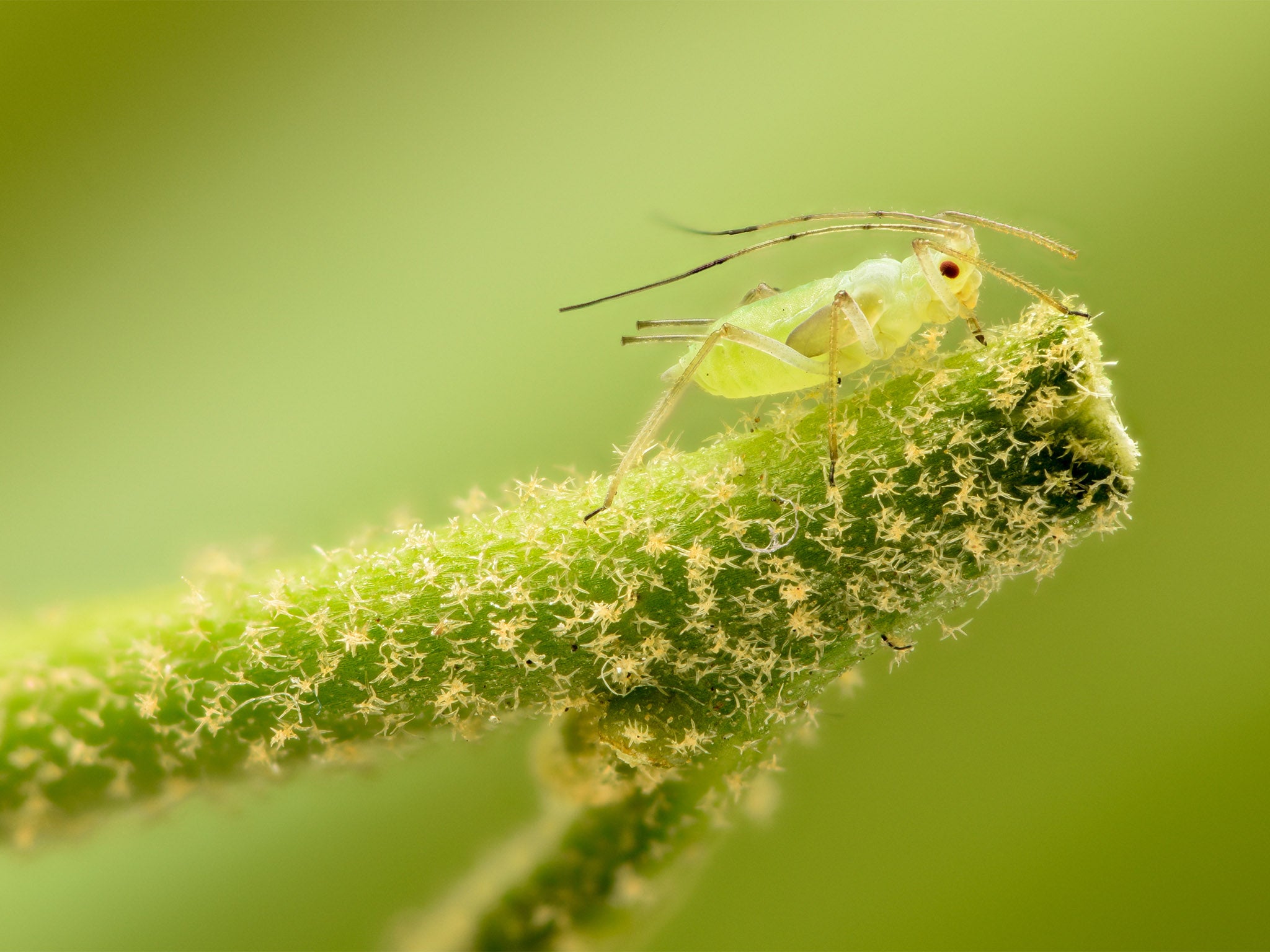 Aphid explosion: Why are the skies filled with greenfly and how to get rid  of them?, The Independent