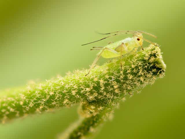Aphids feed on sycamore trees and a few other tree species