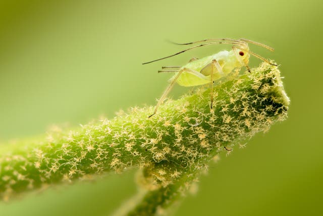 Aphids feed on sycamore trees and a few other tree species