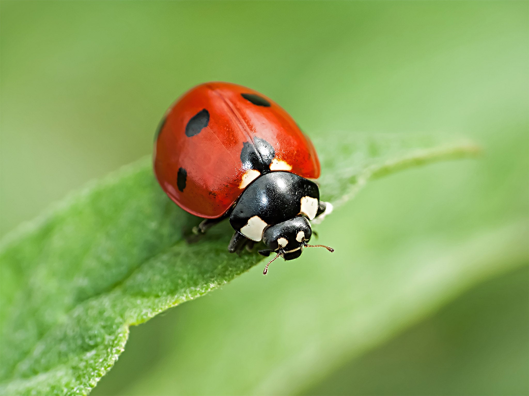 Ladybirds are one of the best defences against aphids