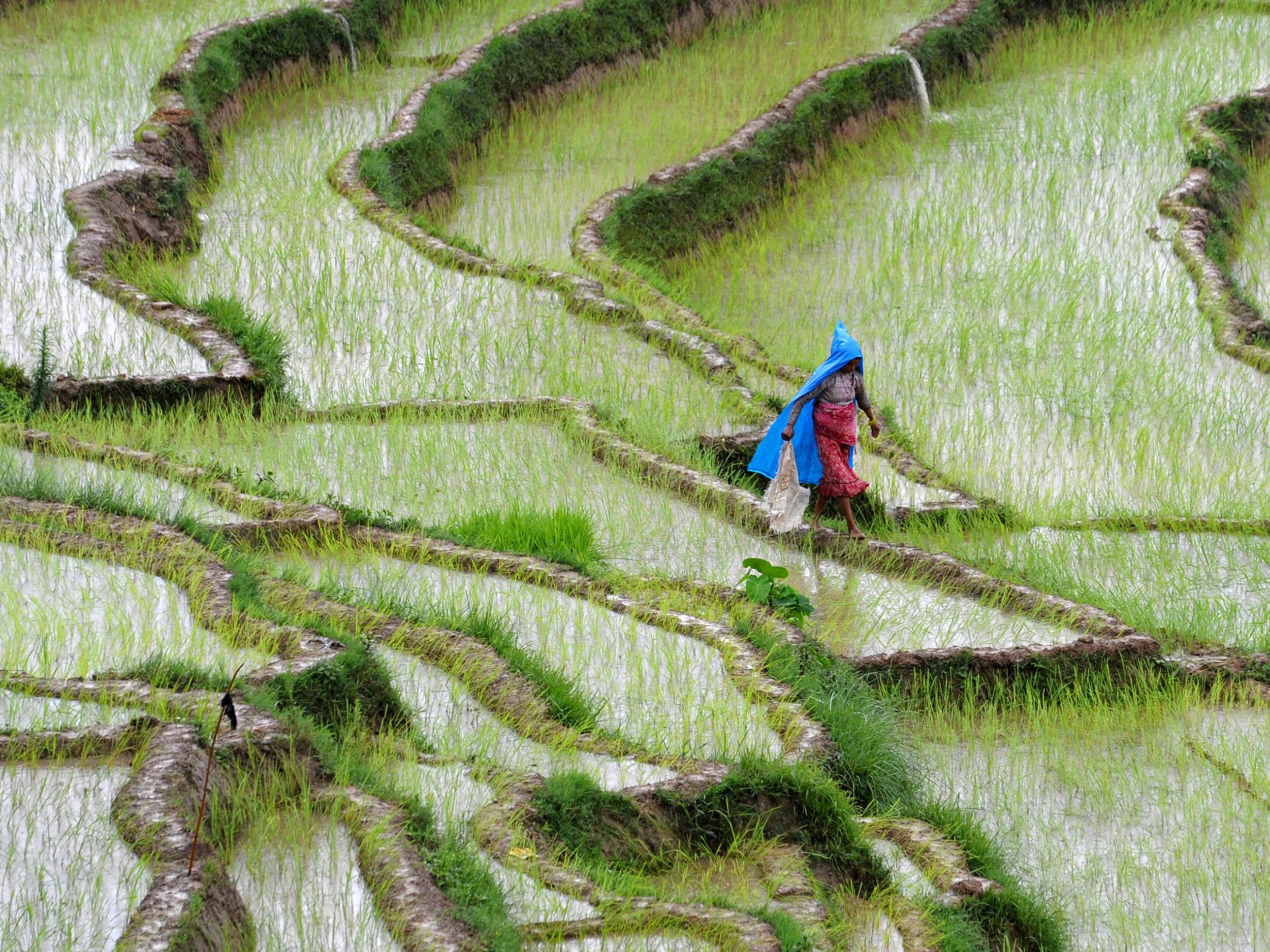 Rice is the primary source of food for two billion people, and is particularly important in parts of Asia