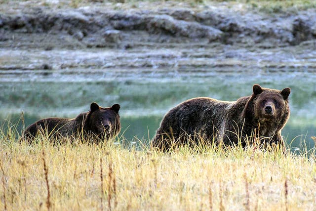 A Grizzly bear mother and her cub walk near Pelican Creek in the Yellowstone National Park in Wyoming