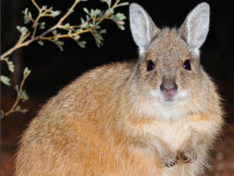 Mala, also known as rufous hare-wallabies, will be reintroduced to the wild