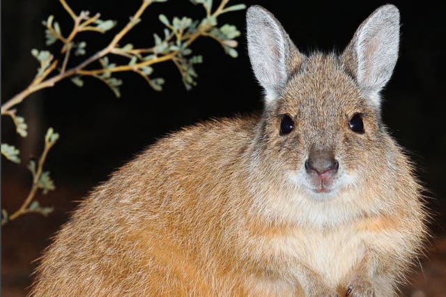 Mala, also known as rufous hare-wallabies, will be reintroduced to the wild