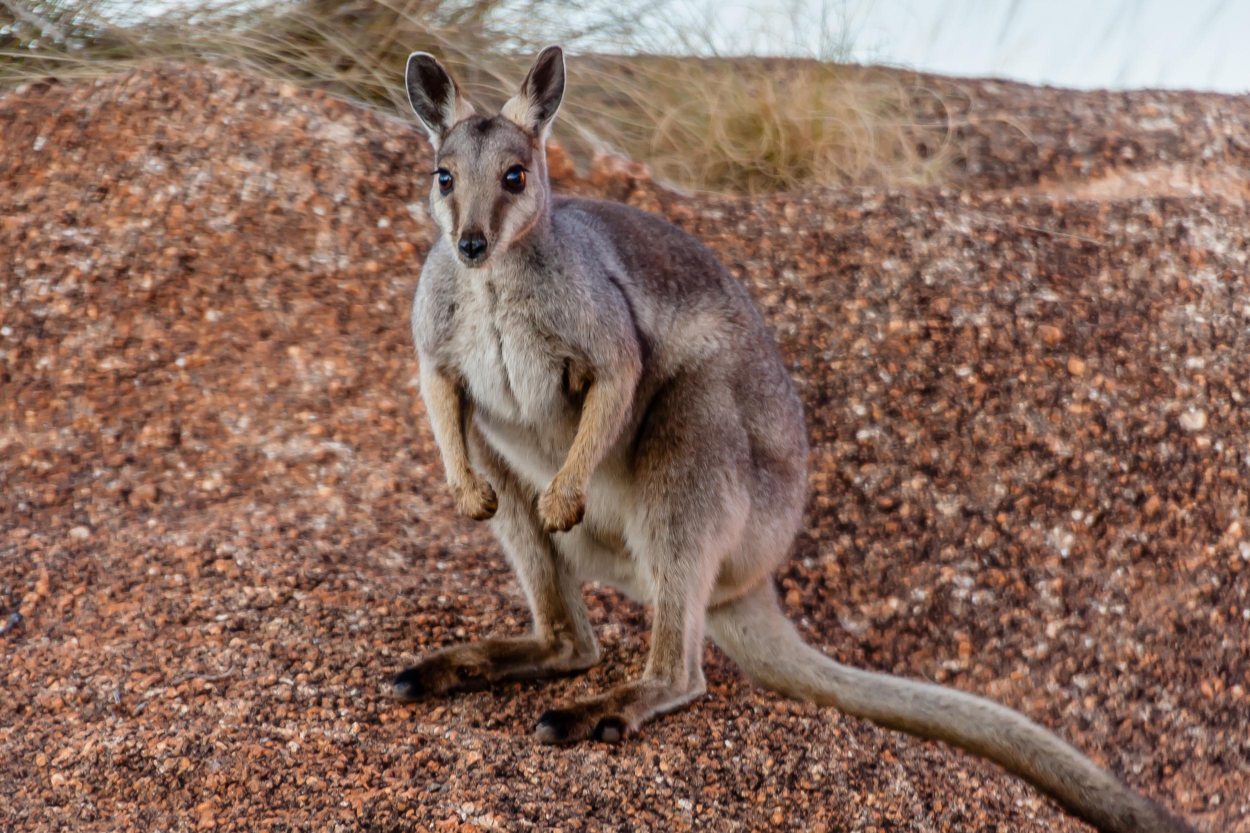 The rock wallaby is among the creatures to be reintroduced