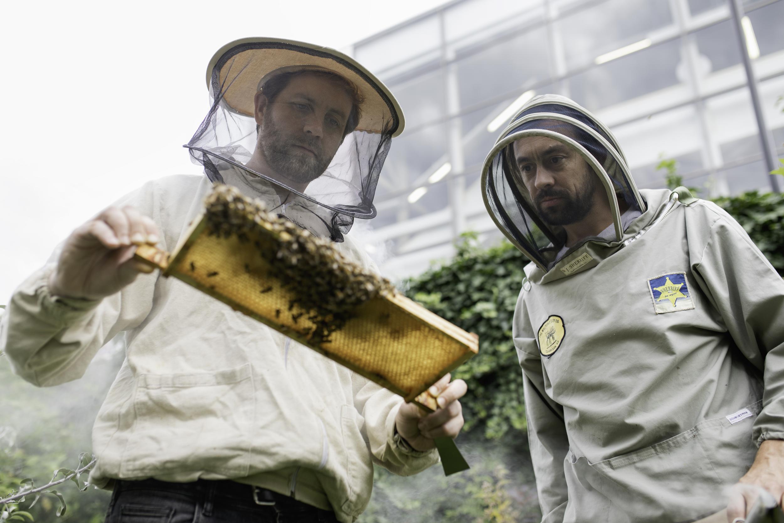 Urban beekeepers Chris Barnes and Paul Webb check on one of their hives