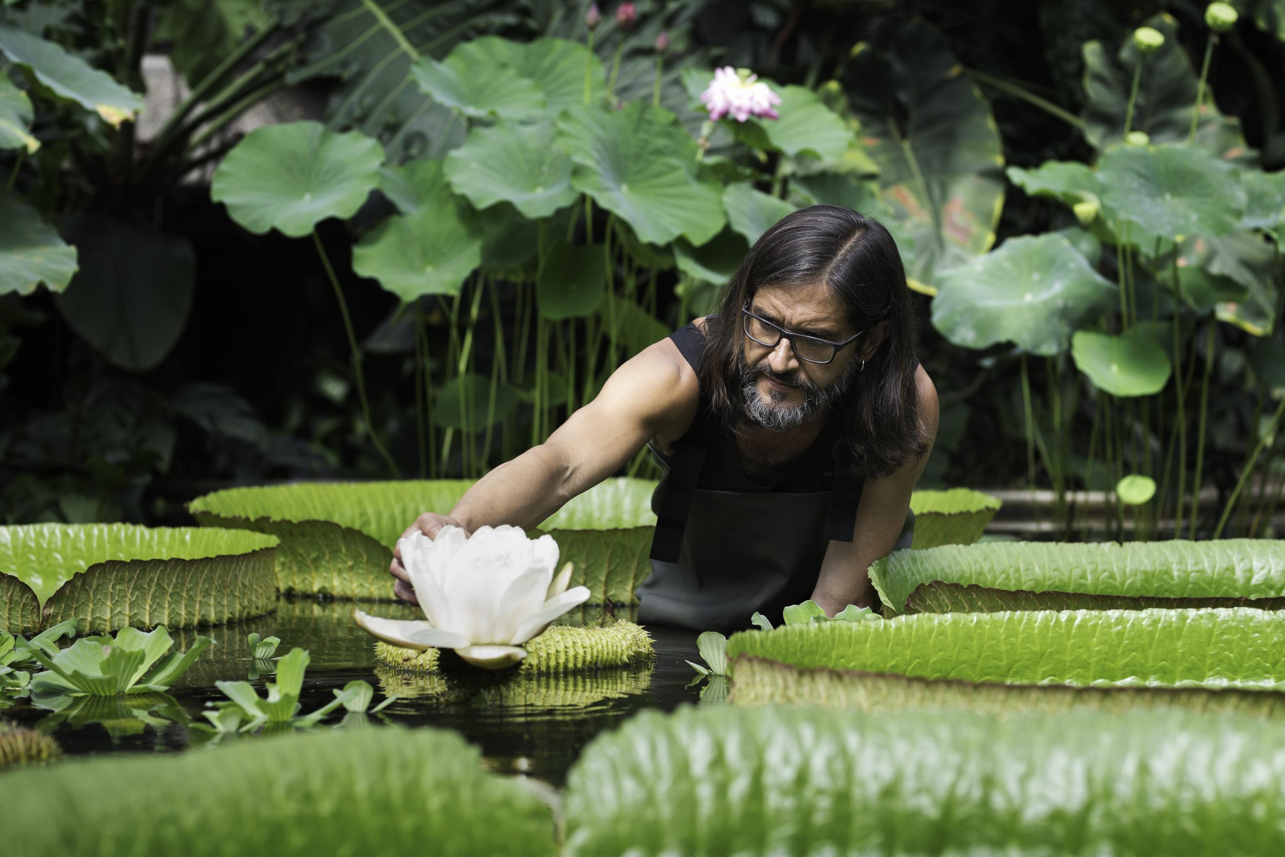 Plant messiah Carlos Magdalena at work