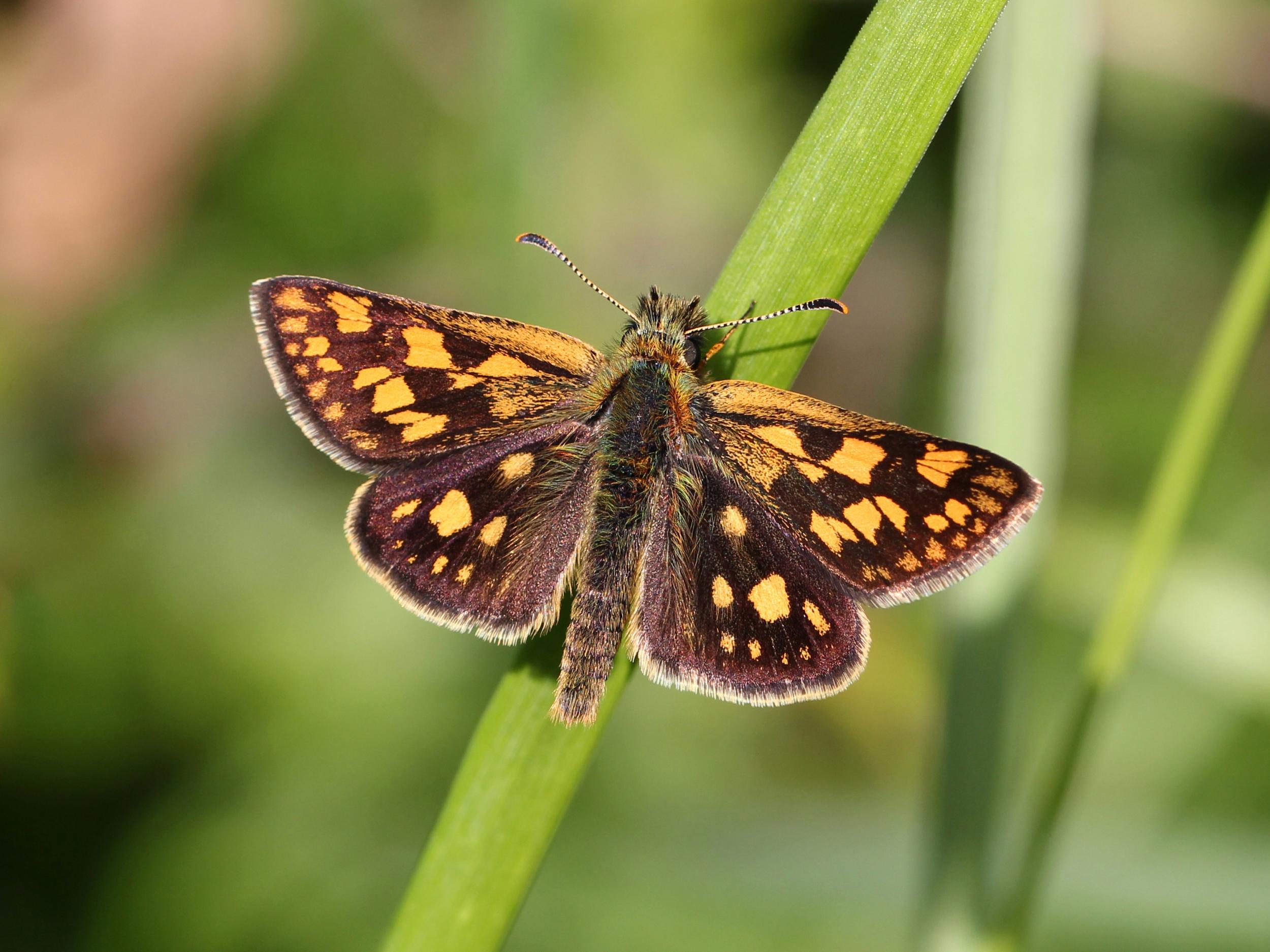 A chequered skipper in Laab im Walde, Austria