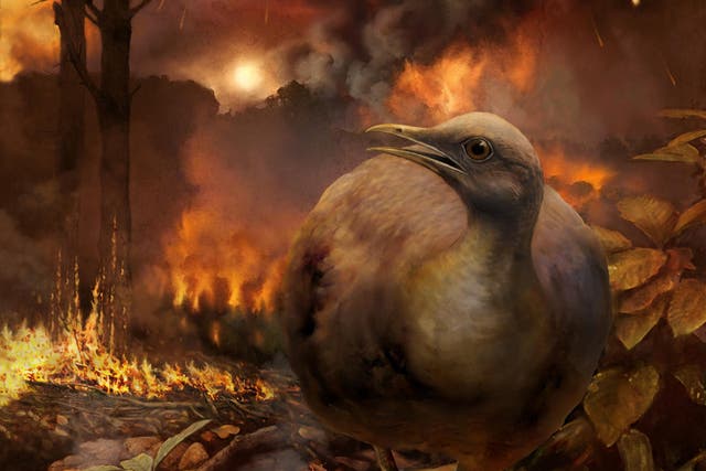 Flightless birds were the only type that survived mass wildfires, scientists believe