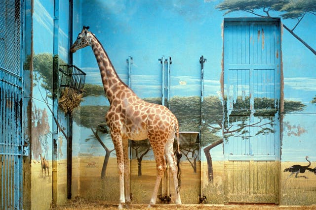 Candida Hofer’s photographs, such as ‘Zoologischer Garten Paris II’ (1997), reflect a heartbreaking ennui in once-wild animals captured for our benefit