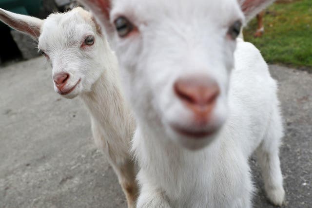 Twin goats called 'This' (right) and 'That' born earlier this year in County Mayo, Ireland.