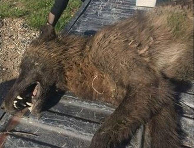 Mystery Wolf Like Creature Shot In Us Baffles Experts We