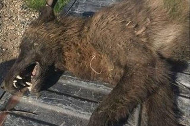 Wolf-like creature shot near Denton, Montana