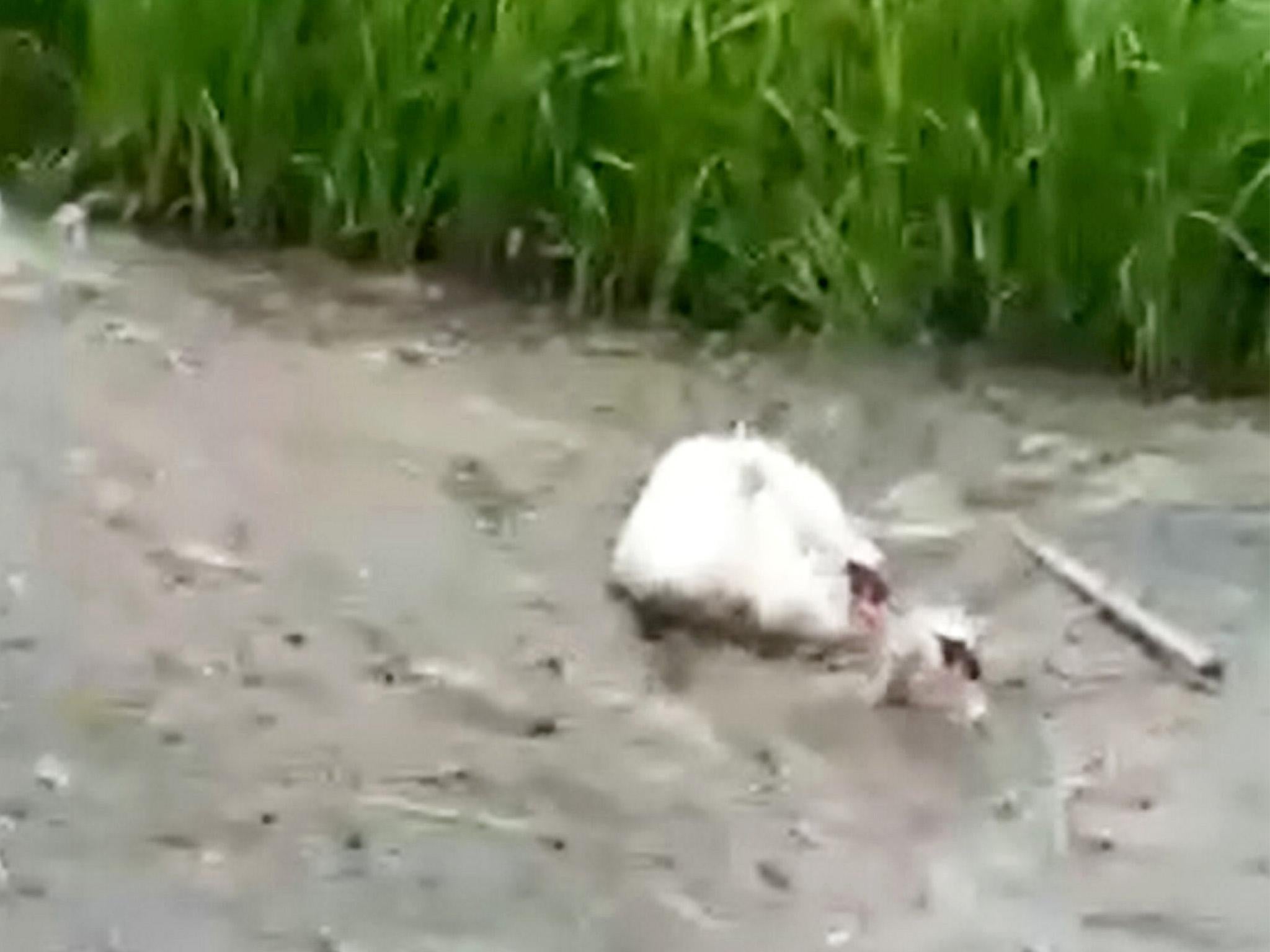 The family of swans became stuck in a muddy section of the River Freshney in Grimsby