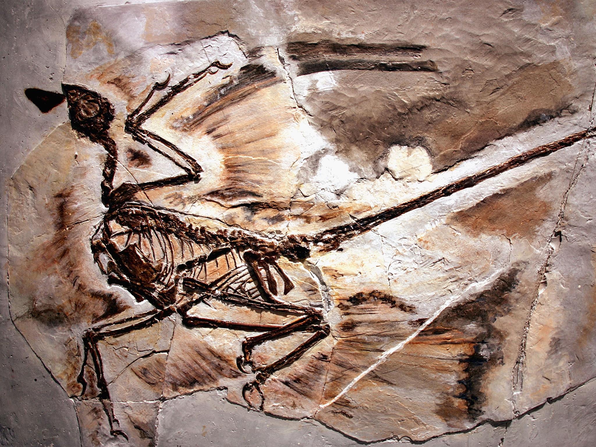 A fossil of a microraptor found in Liaoning Province, China, in 2005