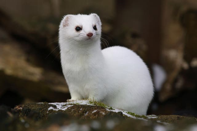 In Białowieża forest, two subspecies of weasel, one that wears white in winter and one that does not, compete for similar resources