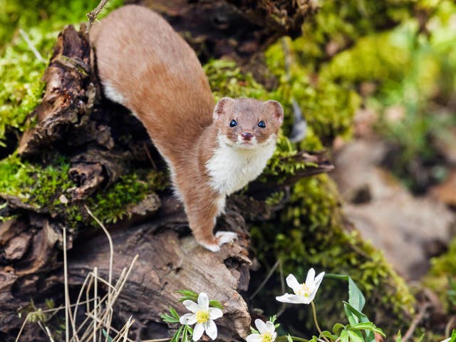 <p>Weasel testicles were used to help medieval couples conceive</p>