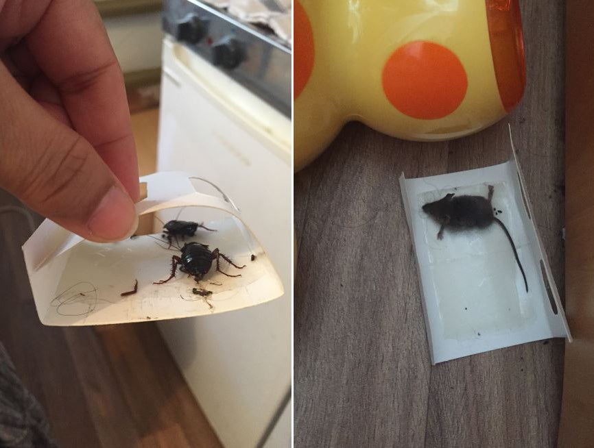 Dead cockroaches and a mouse in a Manchester property for asylum seekers