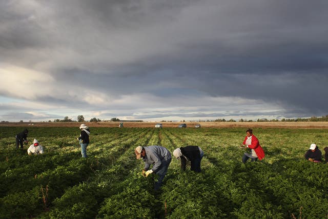 Mexican migrant workers harvest organic parsley at Grant Family Farms in Wellington, Colorado