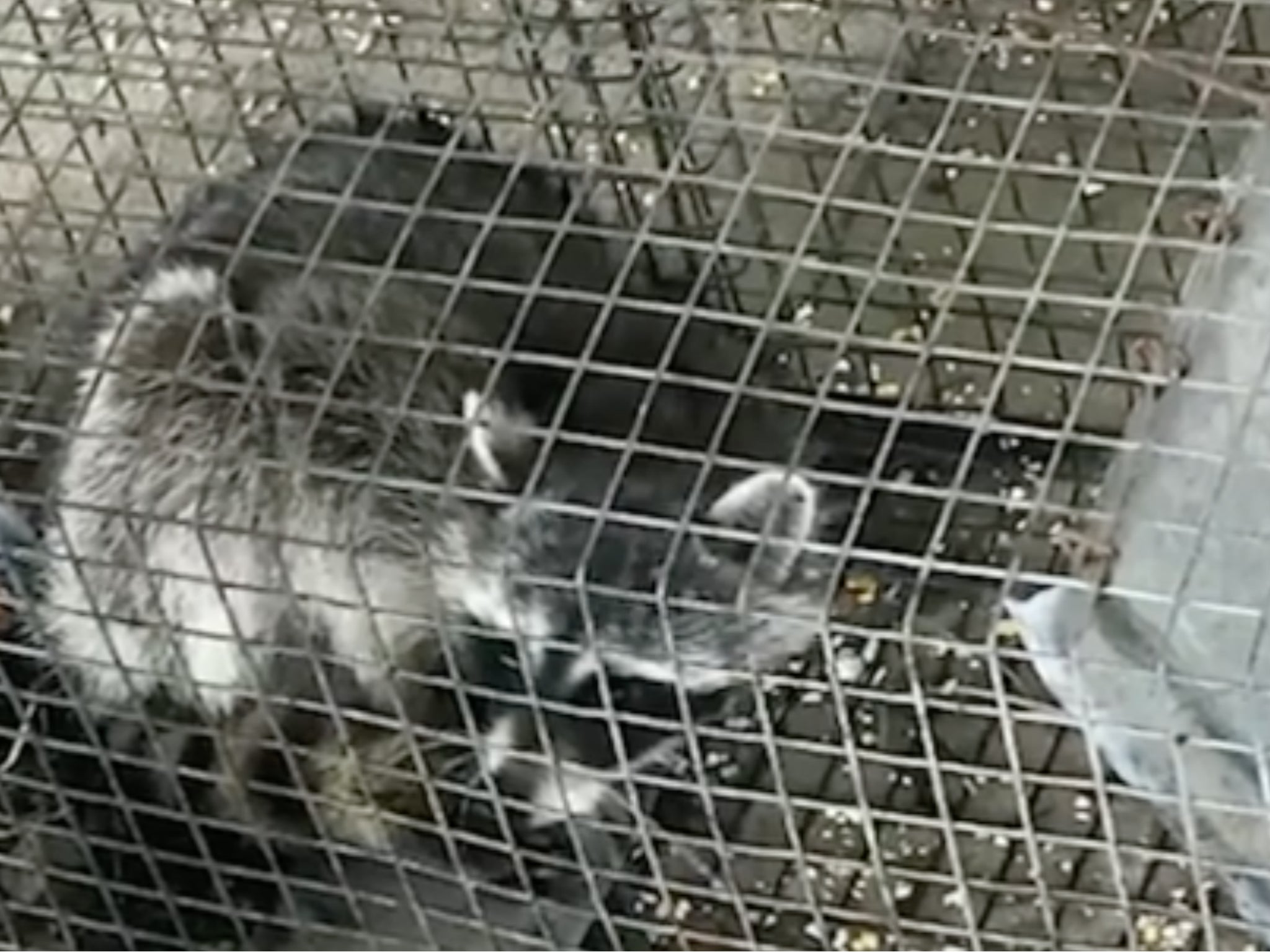 A teacher drowned a wild raccoon with his students but will not be charged with a crime per Florida state law.