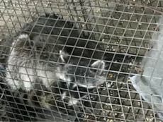 Teacher who drowned wild raccoon will not be charged with crime