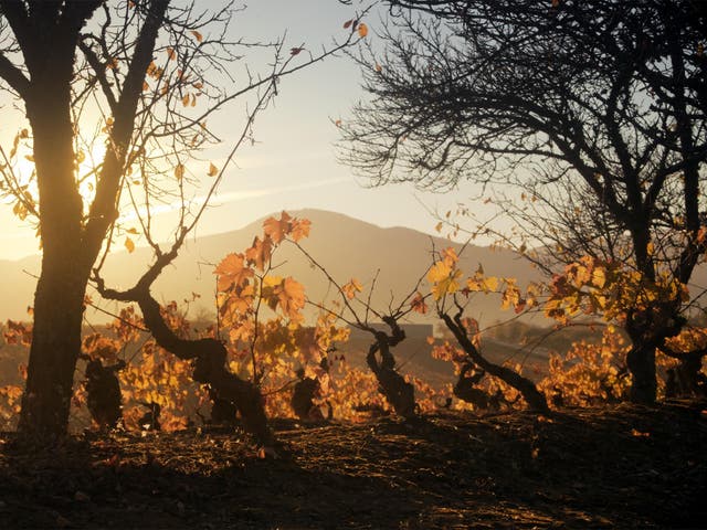 The team behind Comando G wine scoured the Sierra de Gredos mountains in Spain to find small plots of grenache