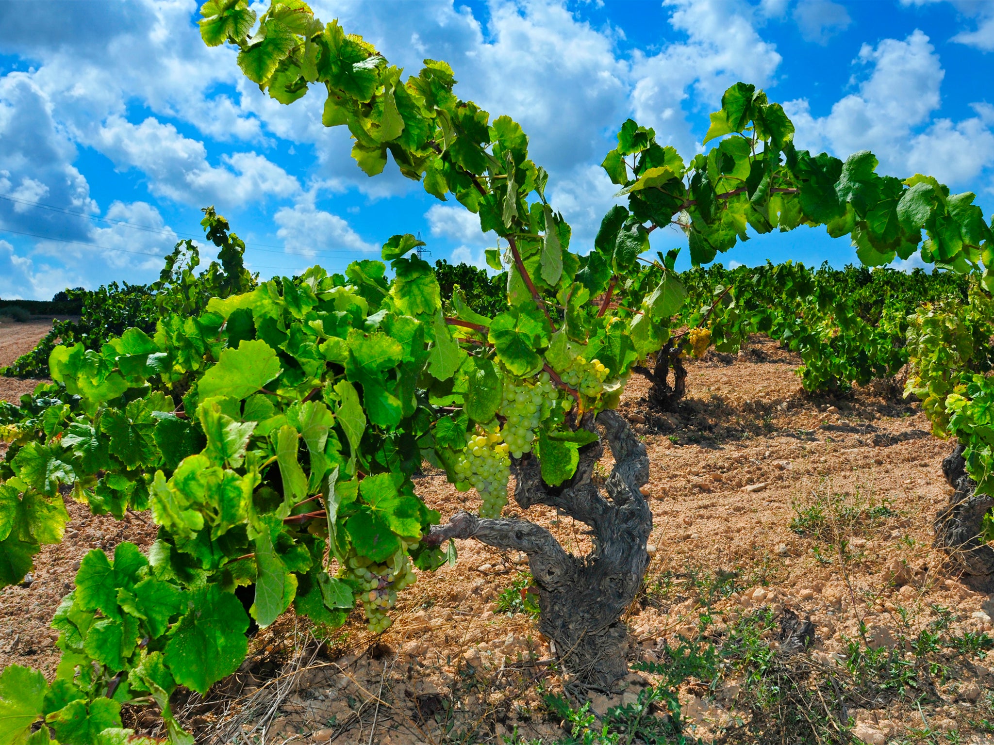 In their search for old vineyards, Garcia and Landi look for three qualities: granite soils, garnacha and altitude