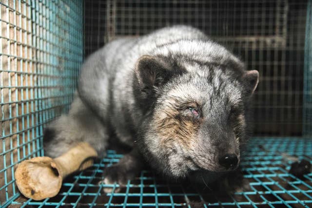 A caged fox in Finland