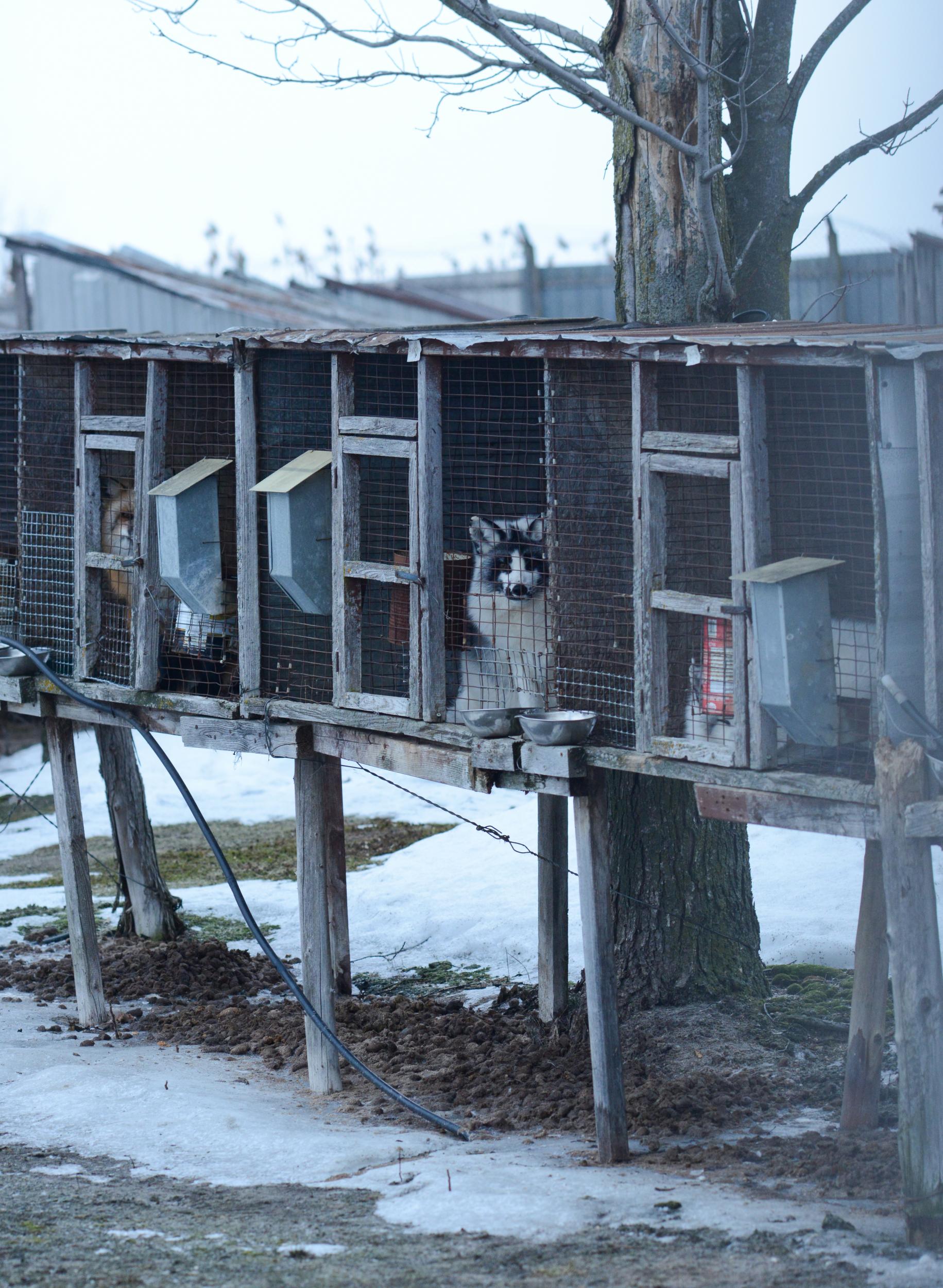 Foxes in Quebec, Canada; their water bowls are out of reach (Jo-Anne McArthur)