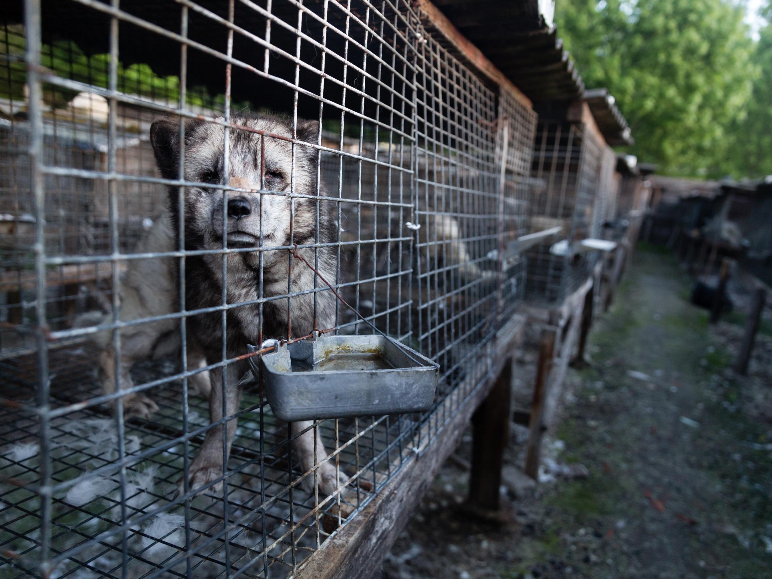 Foxes kept in wire cages in Poland, the third-biggest exporter of fur to the UK