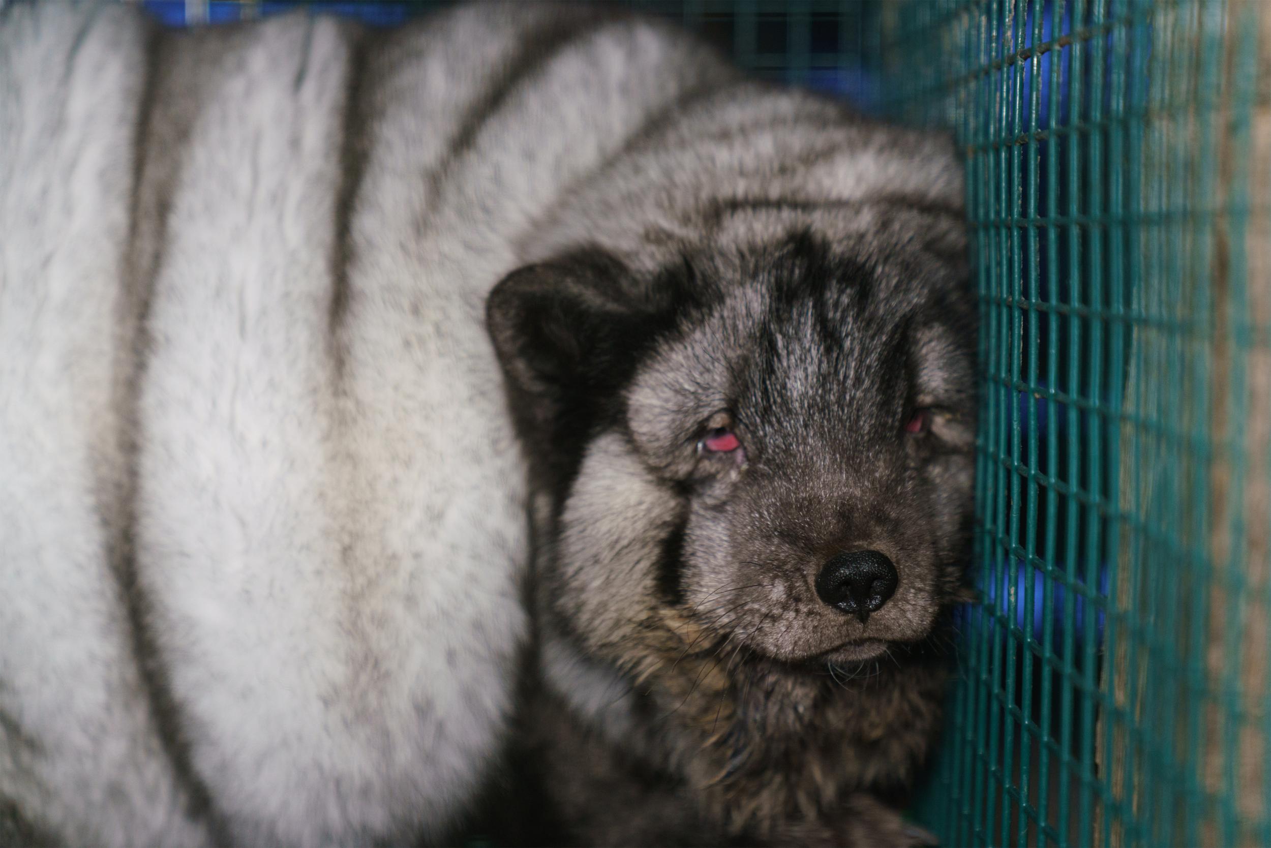 An oversized fox in Finland, bred to be grotesquely obese (OikeuttaElaimille)