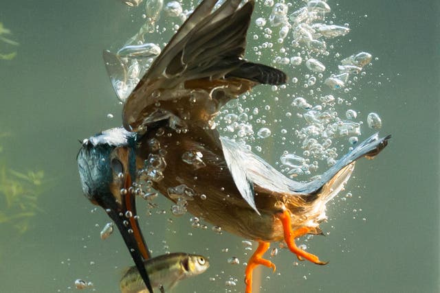 The kingfisher pierces the surface of the water after spotting a fish on the river bed