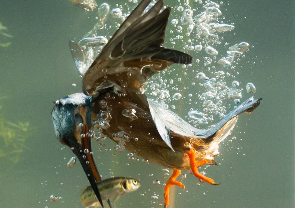 Les piafs et autres zozios en tout genre Kingfisher