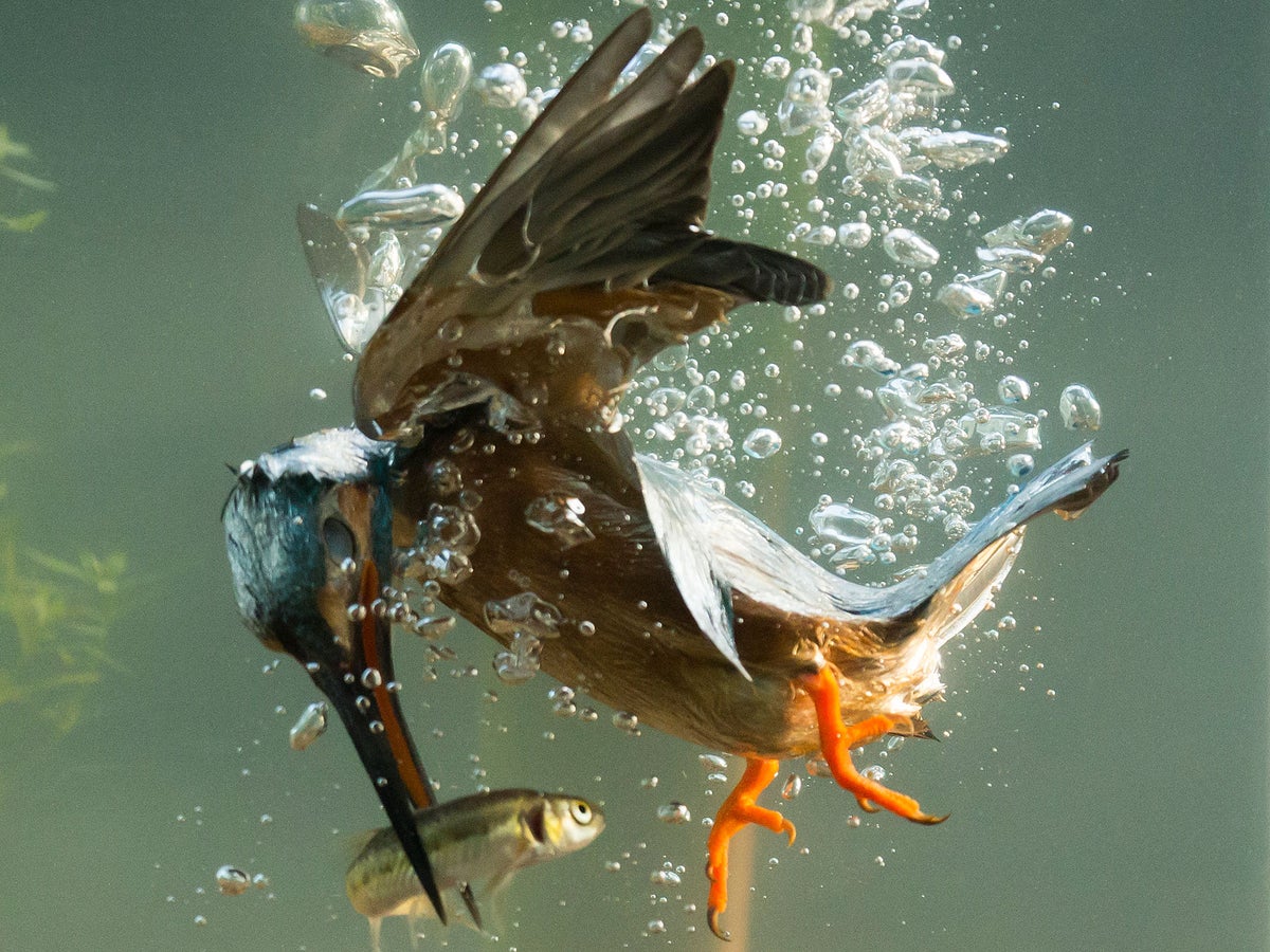 Kingfisher captured catching fish at bottom of river in new photographs, The Independent