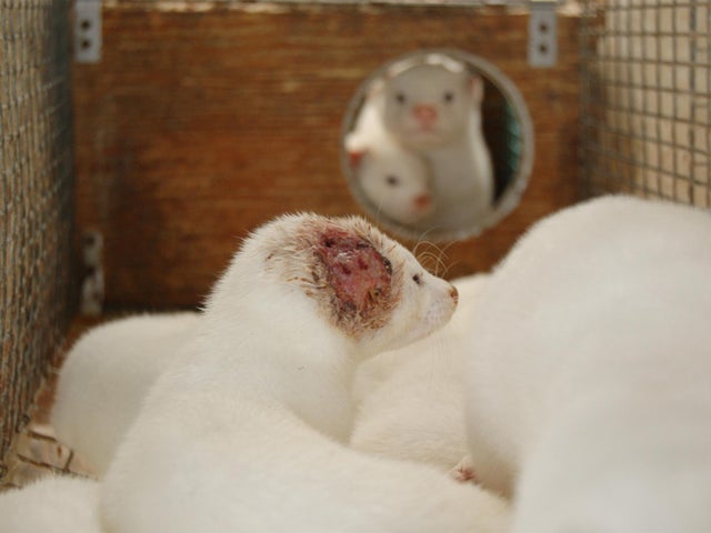 Norwegian fur farm