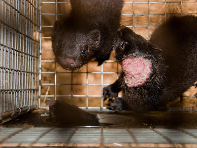 Norwegian fur farm