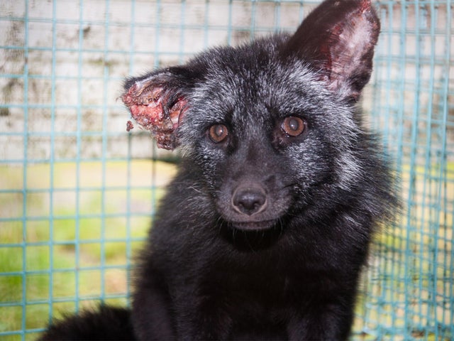Norwegian fur farm