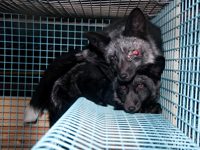 Norwegian fur farm