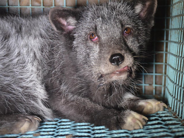 Norwegian fur farm