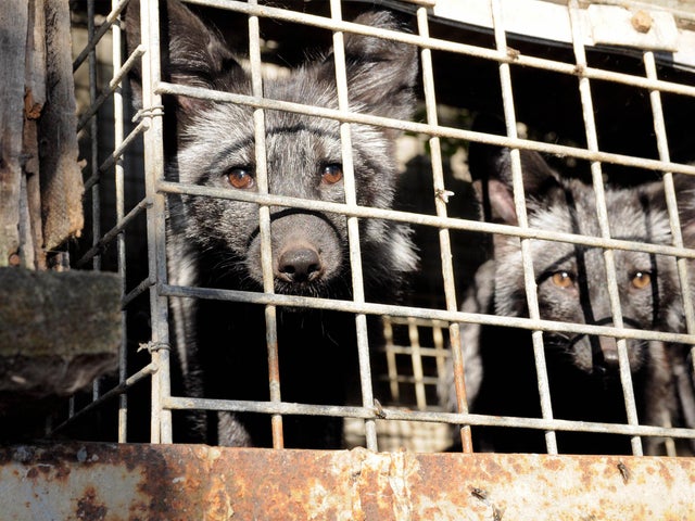Polish fur farm