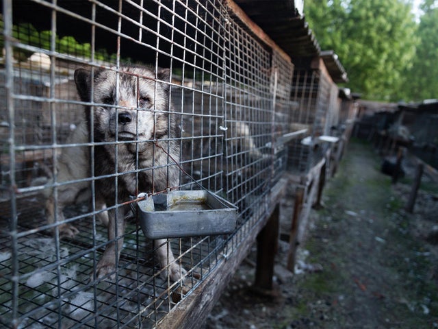 Polish fur farm