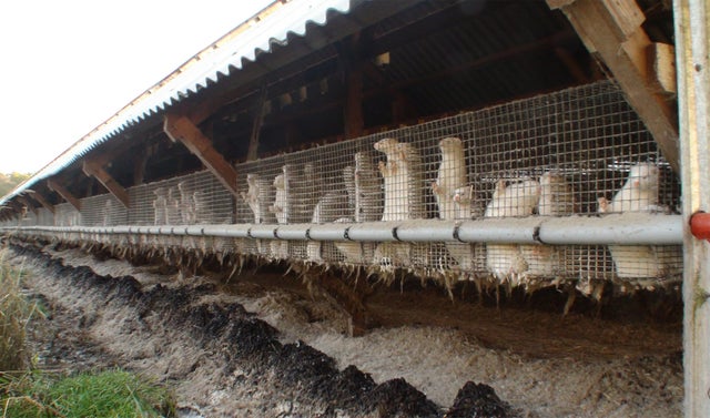 Polish fur farm