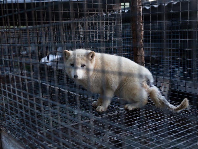Polish fur farm