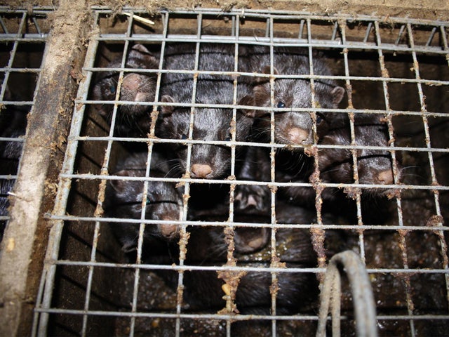 Polish fur farm