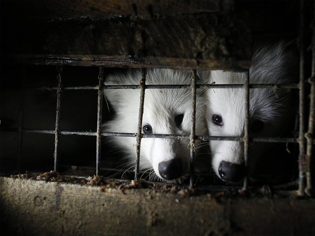Polish fur farm
